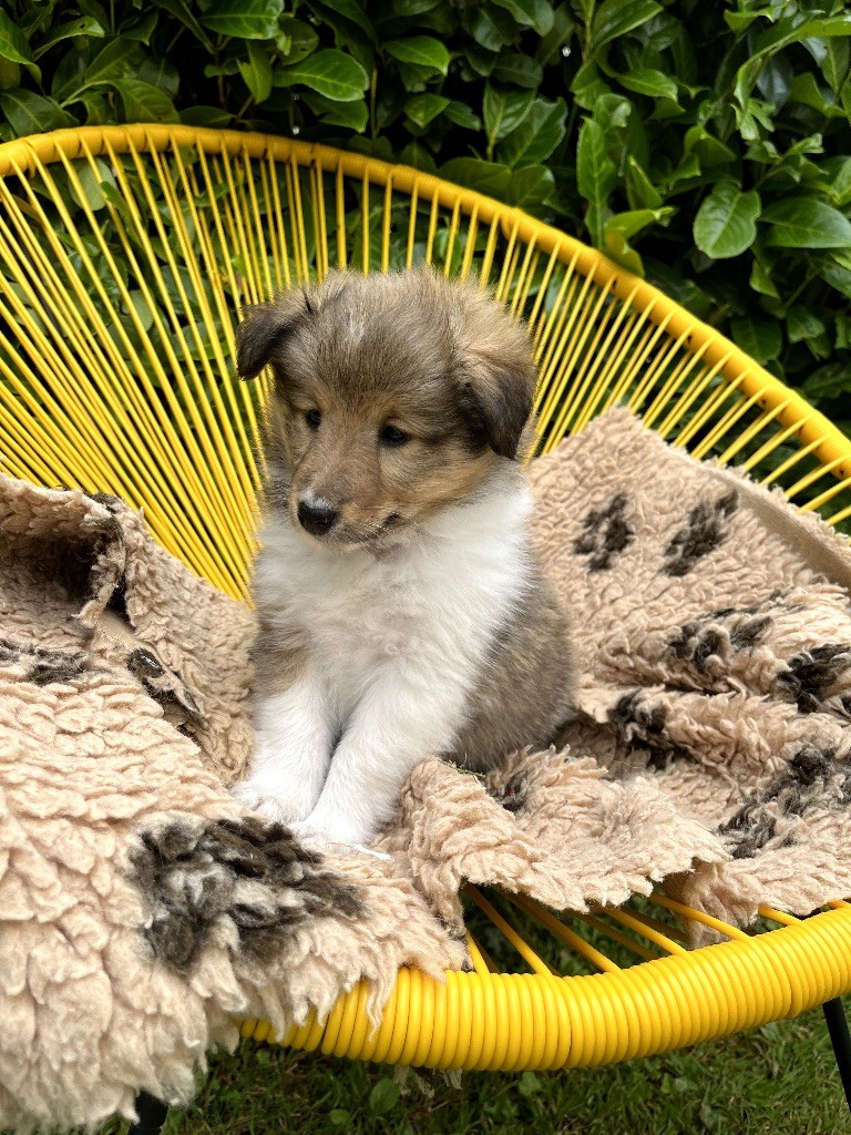 Marie Noëlle Delahaye Roquet - Chiot disponible  - Shetland Sheepdog