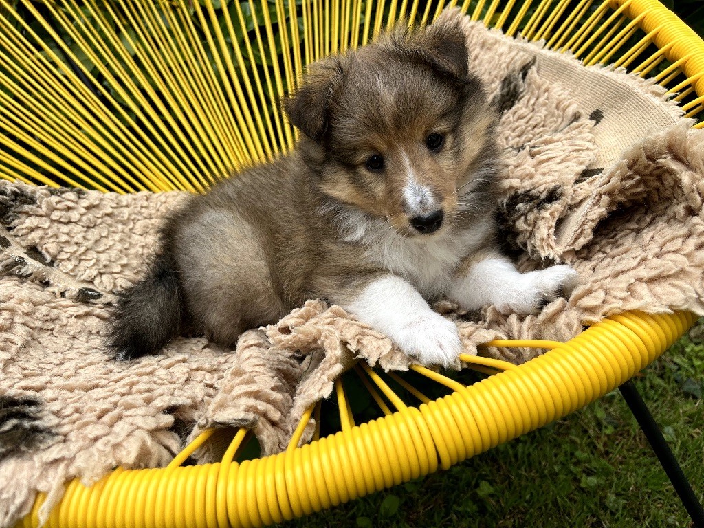 Marie Noëlle Delahaye Roquet - Chiot disponible  - Shetland Sheepdog