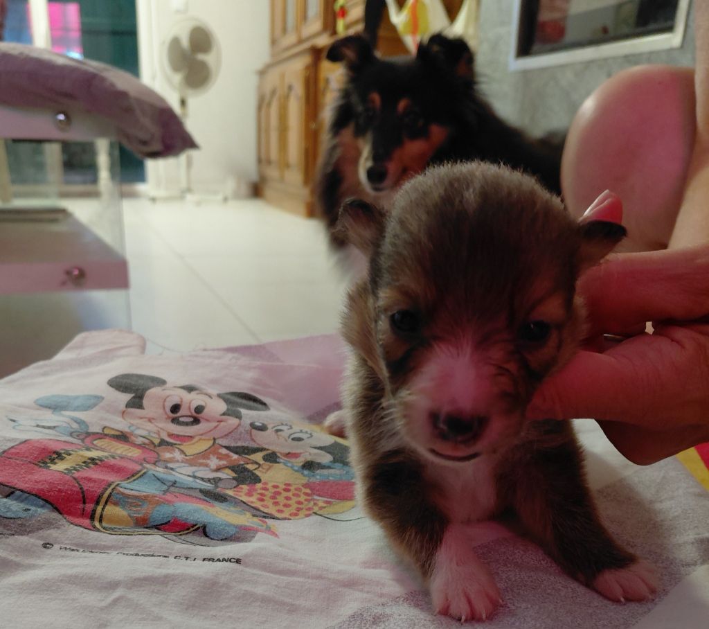 Marie Noëlle Delahaye Roquet - Chiots disponibles - Shetland Sheepdog