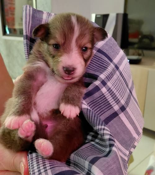 Marie Noëlle Delahaye Roquet - Chiots disponibles - Shetland Sheepdog