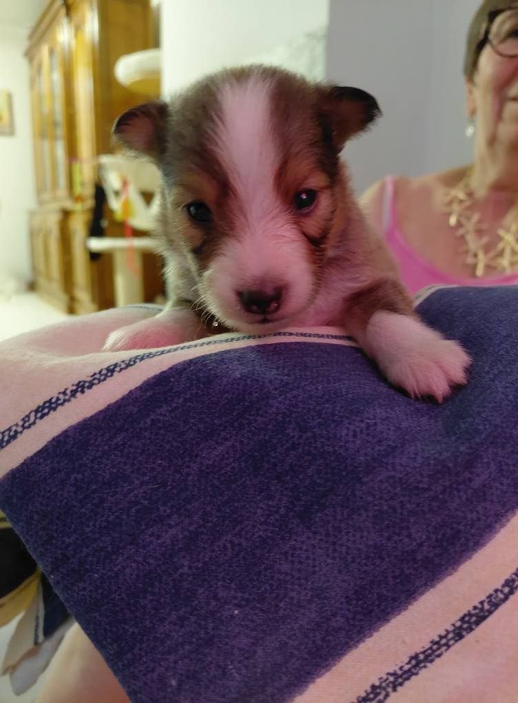 Marie Noëlle Delahaye Roquet - Chiots disponibles - Shetland Sheepdog
